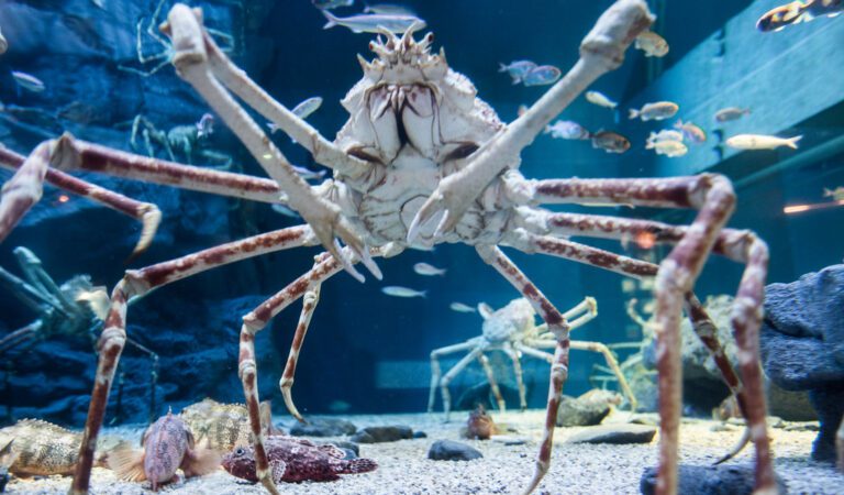 10 Bone-Chilling Facts About the Japanese Giant Spider Crab That Will Haunt Your Dreams