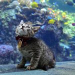 Puppies-and-kittens-explore-aquarium-closed-to-the-public-and-its-the-cutest-thing-youll-see-today