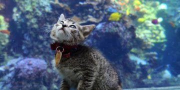 Puppies-and-kittens-explore-aquarium-closed-to-the-public-and-its-the-cutest-thing-youll-see-today