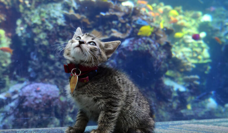 Whiskers and Fins: Adorable Kittens Dive into the Wonders of the Georgia Aquarium