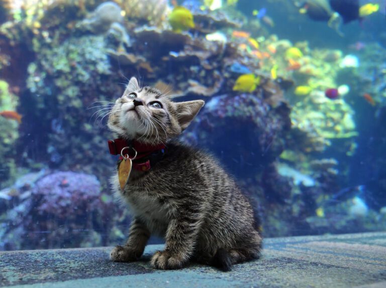 Puppies-and-kittens-explore-aquarium-closed-to-the-public-and-its-the-cutest-thing-youll-see-today