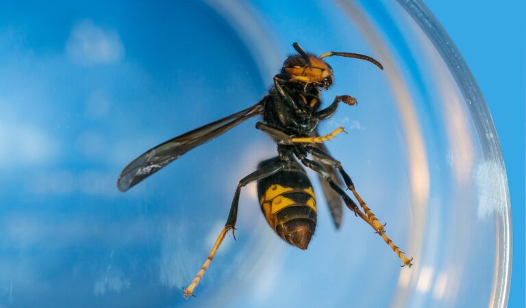 UK Put on High Alert for Asian Hornets: What You Need to Know