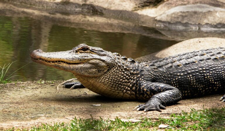 Debunking the Myth: Crocodiles Aren’t Immortal Giants